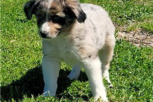 Brittany - puppy for sale