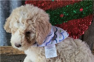 Tommy - Aussiedoodle for sale
