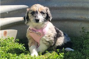 Bliss - Aussiedoodle for sale