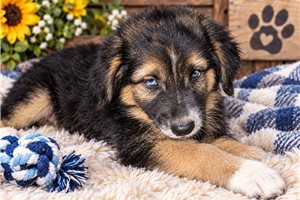 Crane - Aussiedoodle for sale