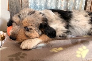 Connie - Aussiedoodle for sale