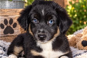 Onyx - Aussiedoodle for sale