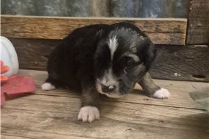 Crane - Aussiedoodle for sale