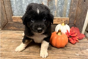 Onyx - Aussiedoodle for sale