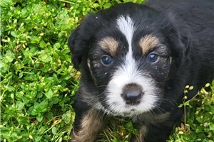 Blake - Aussiedoodle for sale