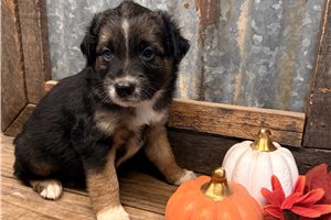 Crane - Aussiedoodle for sale