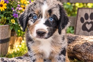 Owen - Aussiedoodle for sale