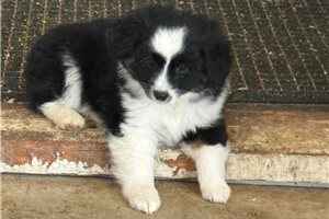 Gabriel - Aussiedoodle for sale