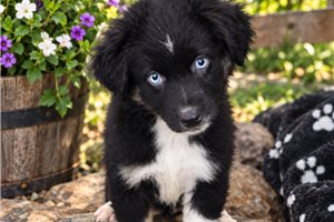 Onyx - Aussiedoodle for sale
