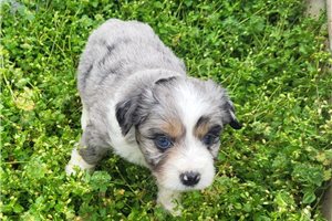 Blazer - puppy for sale