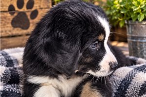 Charles - Aussiedoodle for sale