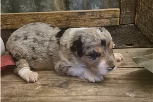 Olivia - puppy for sale
