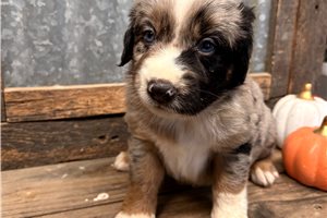 Owen - Aussiedoodle for sale
