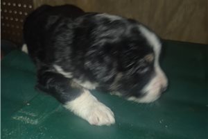 Charles - Aussiedoodle for sale