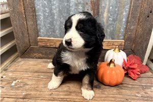Charles - Aussiedoodle for sale