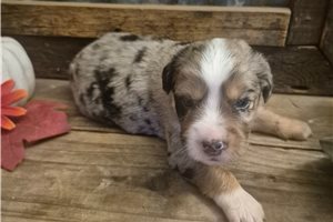 Owen - Aussiedoodle for sale