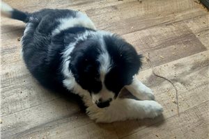 Potter - Aussiedoodle for sale