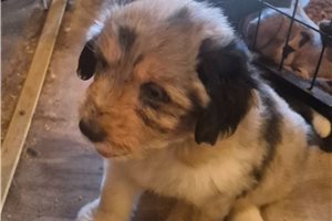 Olivia - Aussiedoodle for sale