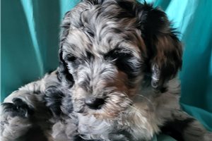 Ben - puppy for sale