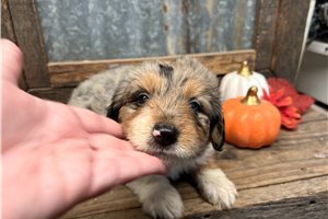 Olivia - Aussiedoodle for sale