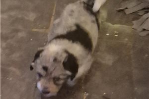 Olivia - Aussiedoodle for sale