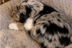 Olivia - puppy for sale