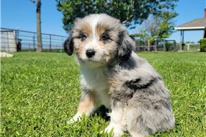 Becky - Aussiedoodle for sale