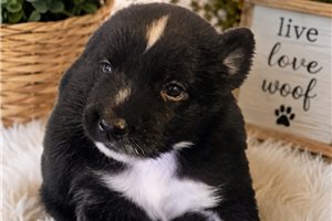 Onyx - puppy for sale