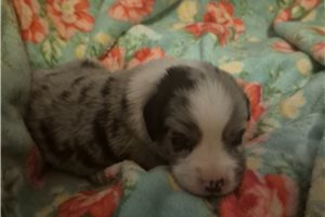 Dallas - puppy for sale