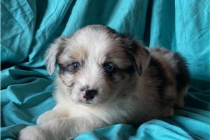 Bene - puppy for sale