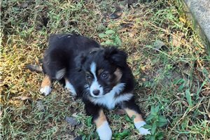 Lily - puppy for sale