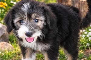 Chadwick - Aussiedoodle for sale