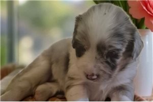 Monroe - puppy for sale
