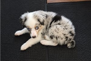 Nova - Miniature Australian Shepherd for sale