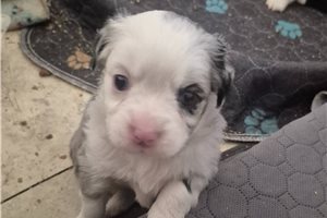 Olive - puppy for sale
