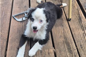 Norma - Miniature Australian Shepherd for sale
