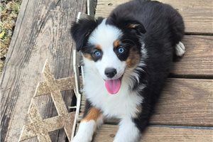 Nica - puppy for sale