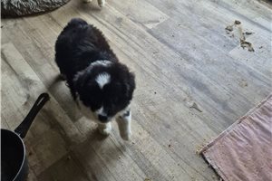 Oscar - Miniature Australian Shepherd for sale