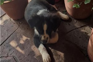 Monty - Miniature Australian Shepherd for sale