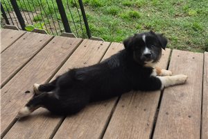 Knox - Miniature Australian Shepherd for sale