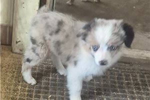 Galaxy - Miniature Australian Shepherd for sale