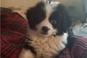 Norman - Miniature Australian Shepherd for sale