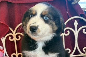 Nico - Miniature Australian Shepherd for sale