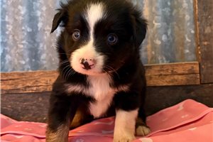 Preston - puppy for sale