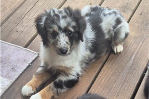 Nicolas - puppy for sale