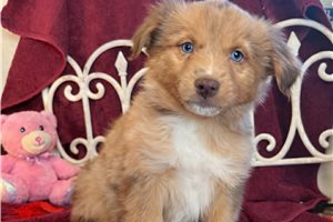Juno - Miniature Australian Shepherd for sale