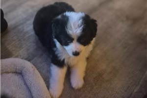 Norman - Miniature Australian Shepherd for sale