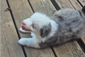 Natalie - Miniature Australian Shepherd for sale