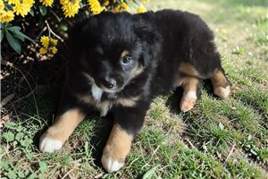 Holly - Miniature Australian Shepherd for sale