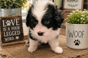 Norman - Miniature Australian Shepherd for sale